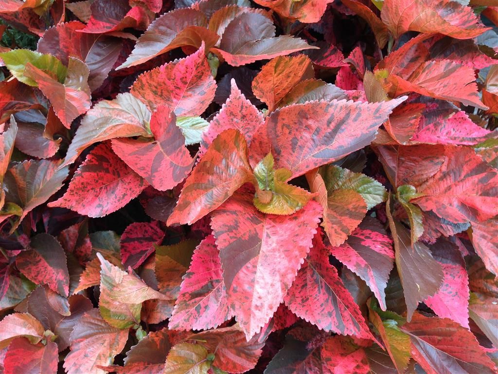 Ornamental Plants